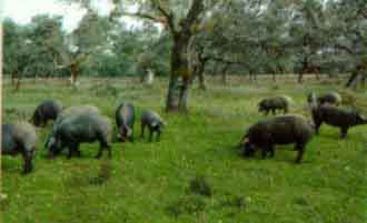 Cerdos ibéricos en el campo